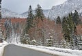 Curved road forest