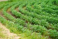 Curved rows of green soybean crops growing Royalty Free Stock Photo