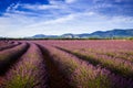 Curved rows of lavender in front of Verdon mountains Royalty Free Stock Photo