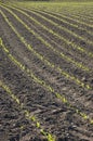 Curved Rows of Spring Corn Royalty Free Stock Photo