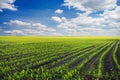 Curved Rows of Spring Corn Royalty Free Stock Photo