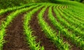 Curved rows of young corn plants Royalty Free Stock Photo
