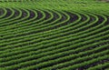 Curved rows of young soybean