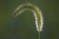 Curved Setaria Head on Sun in Dark Royalty Free Stock Photo