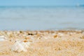 Curved shell in quartz sand against the blue sea and ship`s silh