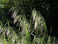 Curved spikelets of Drooping brome or cheatgrass