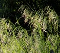 Curved spikelets of Drooping brome or cheatgrass