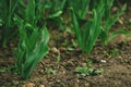 Curved sprouts of Tulip Royalty Free Stock Photo