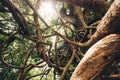 Curved tangled lianas and tree branches with a bright sunbeams backlight. Traveling inside Mauritius island. Exotic countries