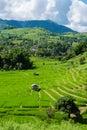 Curved Terraced Rice Field in Chiangmai, Royal Project Khun Pae Northern Thailand