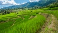 Curved Terraced Rice Field in Chiangmai, Royal Project Khun Pae Northern Thailand