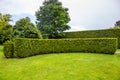 Curved thuja hedge in a garden. Royalty Free Stock Photo