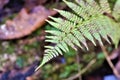 Curved tip of fern stem