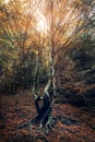 Curved tree in the autumn forest Royalty Free Stock Photo