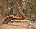 Curved Tree in the Forest