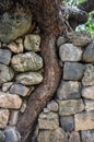 Curved tree grows in stone wall