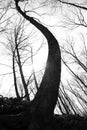 Curved Tree