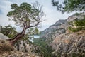 Curved tree over the mountain valley with a blue Mediterranean lagoon. Lycian Way trekking trail. Famous Likya Yolu Turkish route