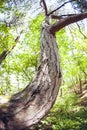 The curved tree trunk is a bottom view. Royalty Free Stock Photo