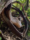 Curved tree trunk