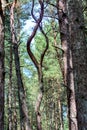 curved tree trunks, forest growth anomaly, crooked trees