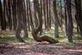 curved tree trunks, forest growth anomaly, crooked trees Royalty Free Stock Photo