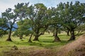 Curved trees of Fanal forest national park at Madeira island west