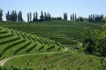 Curved vineyard hillside with cypresses Royalty Free Stock Photo