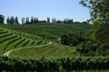 Curved vineyard hillside with cypresses Royalty Free Stock Photo