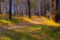 Curved walking path in wild autumn forest