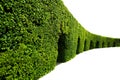 Curved wall of green hedge Royalty Free Stock Photo