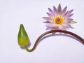 The curved water lily or nymphaea stem and the flowers do not rot indicate that pollination has been successful