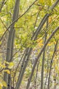 Curved young aspen trees, early autumn