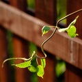 Curved young germ of plant