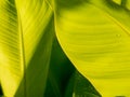 Curves of Banana Leaf Royalty Free Stock Photo