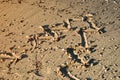 Curves Christmas tree in the sand Royalty Free Stock Photo