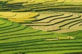 Curves of the terraced fields Royalty Free Stock Photo