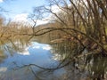 Curvey Branches Reflected in a Tennessee Lake