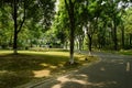 Curving asphalt road in shady woods on sunny summer day