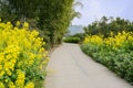 Curving countryroad in flowers and verdant plants on sunny