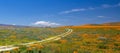 Curving desert dirt road in field of California Golden Poppies in the high desert of southern California near Lancaster California