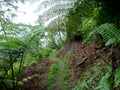 Curving dirt path in the woods on Maunawili Demonstration Trail Royalty Free Stock Photo