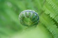 Curving fresh green little fern bud with leaves on background macro Royalty Free Stock Photo