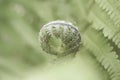 Curving fresh green little fern bud with leaves on natural background macro vintage effect Royalty Free Stock Photo
