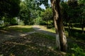 Curving path in shady woods on slope in sunny summer morning Royalty Free Stock Photo