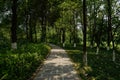 Curving path in shady woods at sunny summer noon Royalty Free Stock Photo