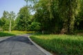 Curving pavement in shady woods of sunny summer morning Royalty Free Stock Photo