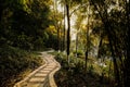 Curving riverside path in trees in late afternoon Royalty Free Stock Photo