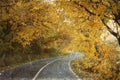 Curving road in autumn forest