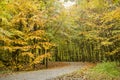 Curving road in a beech forest Royalty Free Stock Photo